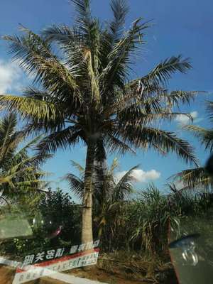 椰子树 椰子苗批发 *海南椰子树苗